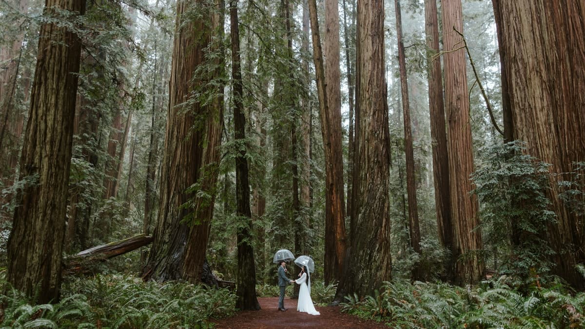 Couple in wedding attire walking through a forest — sustainable outdoor wedding celebration